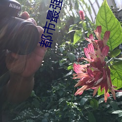 都市最强(強)神医(醫)