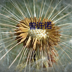 曾(céng)许诺(nuò)