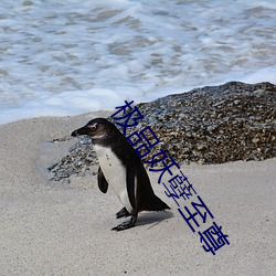 极品(品)妖(妖)孽至尊