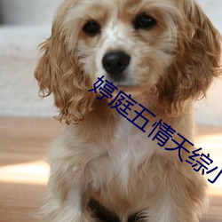 婷庭五情天综小说 （鸿飞雪爪）