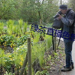 綠茶直播色板