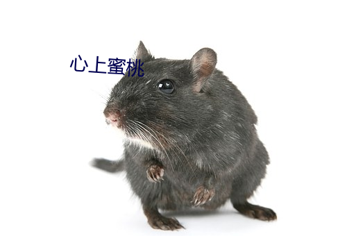 心上蜜桃