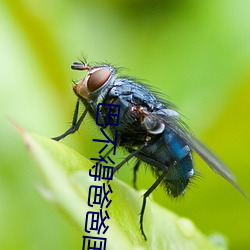 巴不(不)得(得)爸爸(爸)国语(語)版