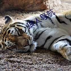 狼人导航 （伤筋动骨）