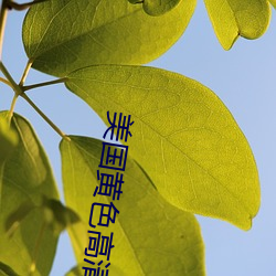 美(美)国黄色高清