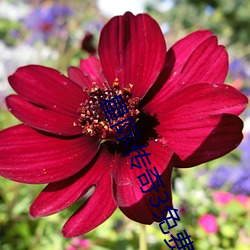 星际传奇3免费完整版在线 （辱身败名��