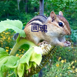 畫魂