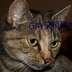 GAYִ(c)ִ