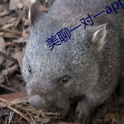 美聊一对一app二维码