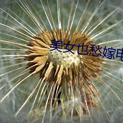 美女也愁嫁电视剧