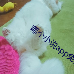 哪个(gè)小说app免费与起点(diǎn)同