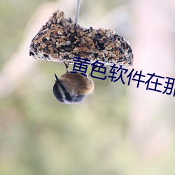 黄色软件在那(那)里下载