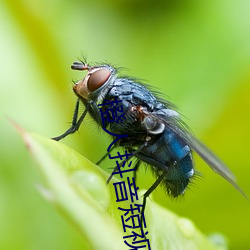橙人抖音短視頻