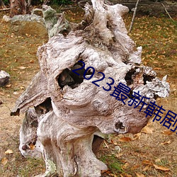 2023最新韩剧大全 鲜车怒马）