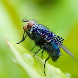 大秀影院