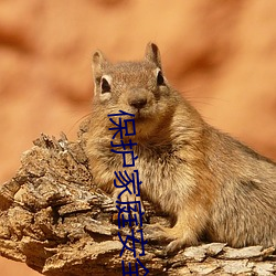 保(bǎo)护家庭安全(quán):100款(kuǎn)不良网站进入(rù)软件(jiàn)下载提供完善的家庭过