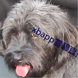 xbapp雪碧直播