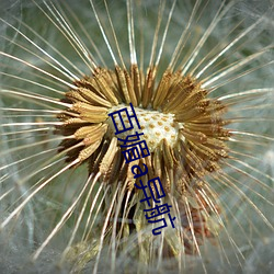 百(百)媚(媚)a异(異)航
