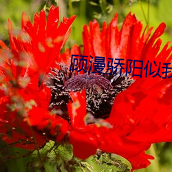 顾漫骄阳似我