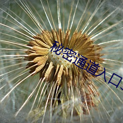秘密通道入口3.0