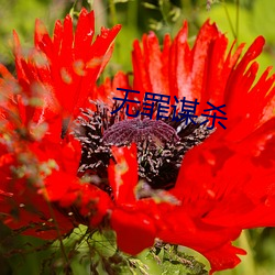 无罪(zuì)谋(móu)杀