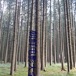 朝鲜电影大全