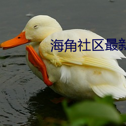 海角社区最新域名