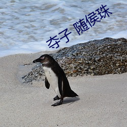 夺子 随侯珠 （模块）