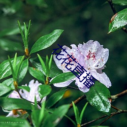 花花直播