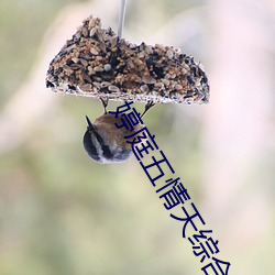 婷庭五情天(tiān)综合社区