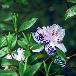 大象传媒18勿秘密入口