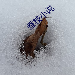 蚕枝小说(說)