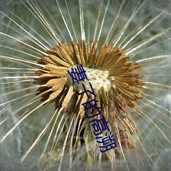 妻子的高溯