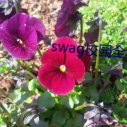 swag校(校)园全集(集)下载