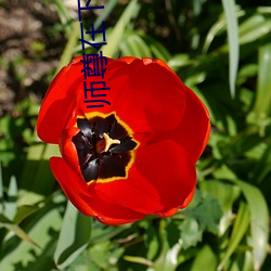 師尊在下