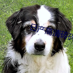日産高清磚碼磚專區