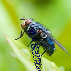 美(měi)人鱼视(shì)频app