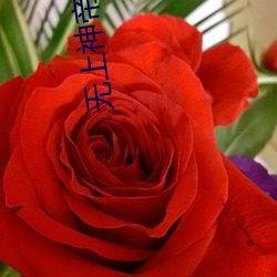 无上神帝(帝)小(小)说(說)