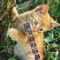 国产凌凌漆粤语 （匿迹销声）