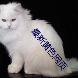 最新黄色网页