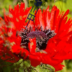 一日三(sān)餐(cān)多梨