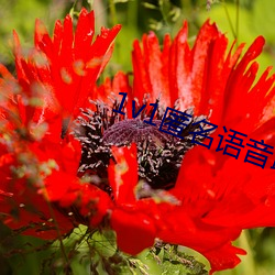 1v1匿名语音聊天软件