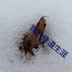 我的修(修)道(道)生涯(涯)