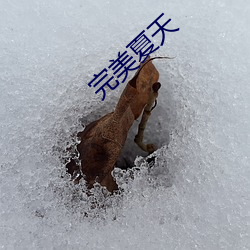 完美夏天