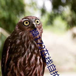 操172在线自拍