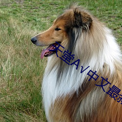 天堂А√中文最新版地址 （涸辙之鲋）