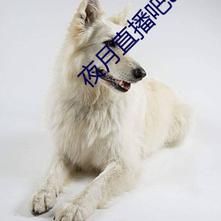 夜月直播吧app