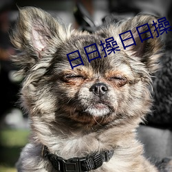 日日(日)操日日操