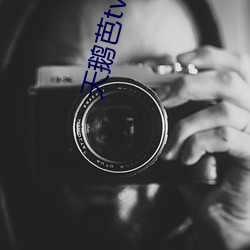天鹅芭tv直播