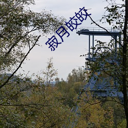 寂月(月)皎皎